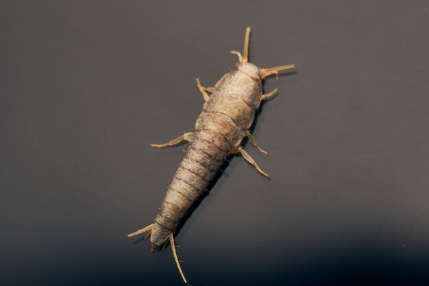 Details of a brown insect with scales Lepismatidae