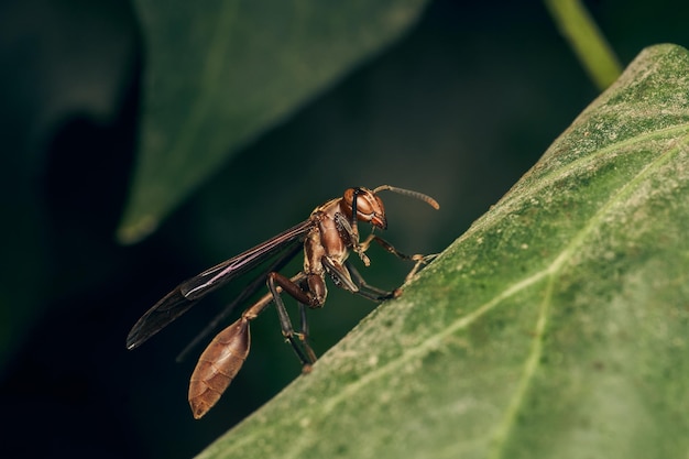 Details of a brown wasp perched on a green leaf