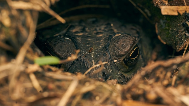 Details of a camouflaged toad in its well