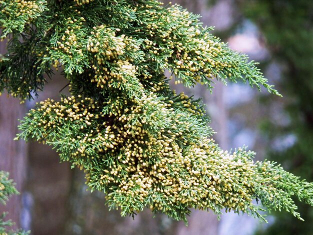 Details of a coastal end of branch of a coniferous tree close up nota - this colors are annual