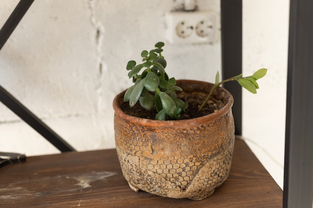 Dettagli di una crassula ovata o pianta di giada in vaso da fiori