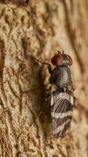 Details of a fly perched on a brown tree