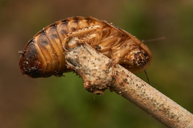 Photo details of a giant brown cockroach