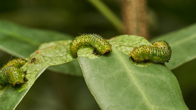 잎 에 있는 초록색 애벌레 의 세부 사항 Adurgoa gonagra