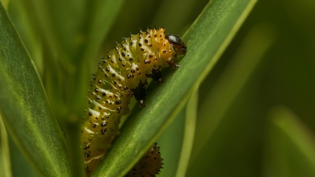 Details of a green caterpillar on a leaf Adurgoa gonagra