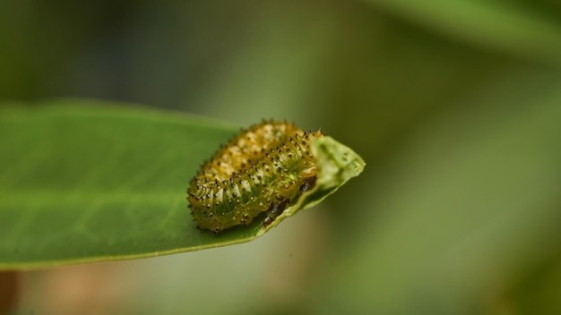 Photo details of a green caterpillar on a leaf adurgoa gonagra