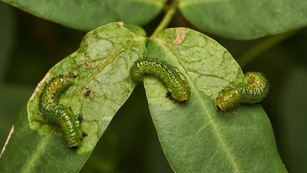 Foto dettagli di un bruco verde su una foglia adurgoa gonagra