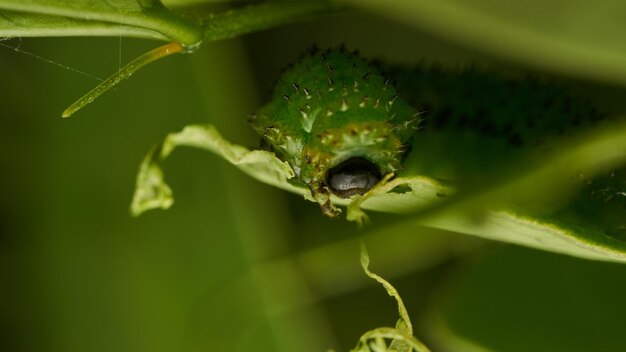 Foto dettagli di un bruco verde su una foglia adurgoa gonagra