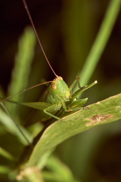 Photo details of a green grasshopper on grasses