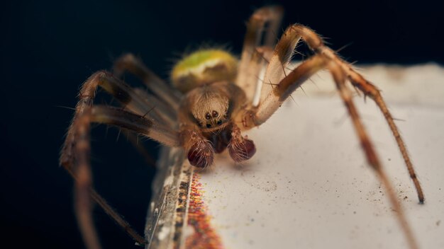 Details of a green spider