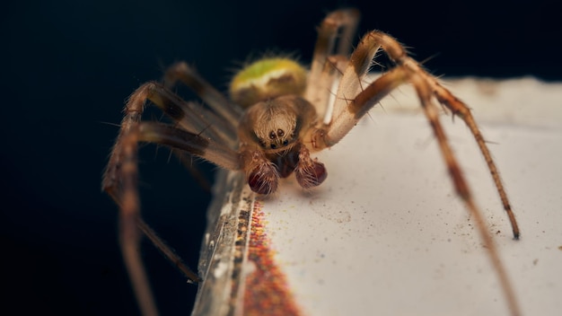 Details of a green spider