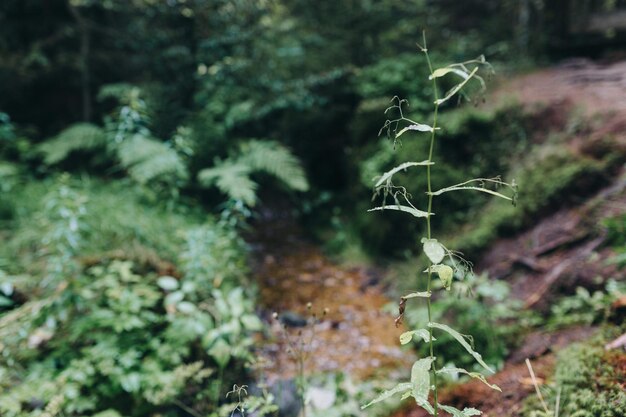 Details of a hike in the woods in simonswald black forest baden-wurttemberg germany