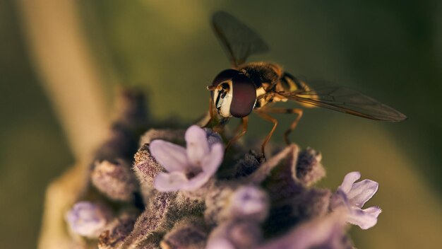 Details of a hoverfly perched on a purple flower