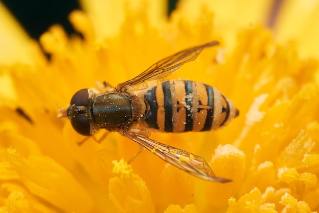 Details of a hoverfly perched on a yellow flower