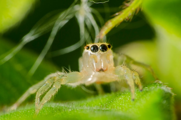 Details of an insect on a leaf