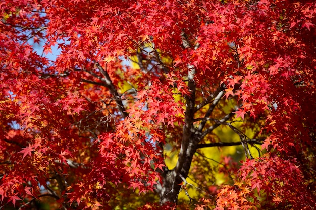 가을 에 일본 에플 의 잎 들 의 특징적 인 색 ⁇  을 가진 세부 사항