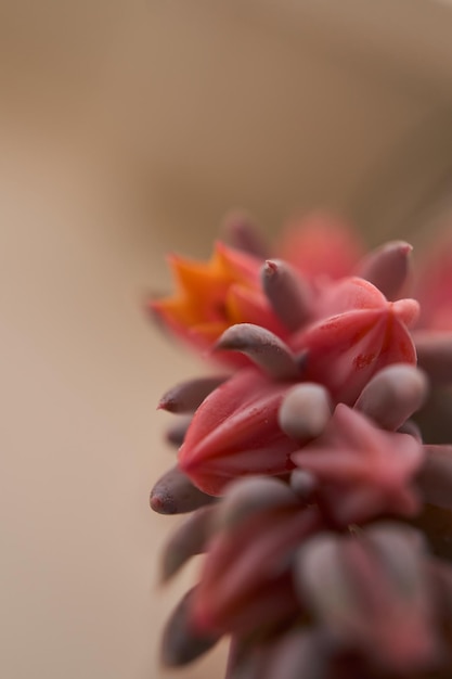 赤い多肉植物の葉の詳細