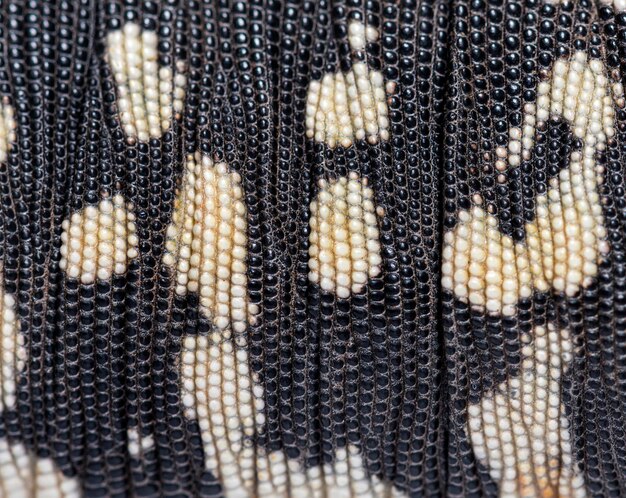 Photo details macro of scales of argentine black and white tegu salv