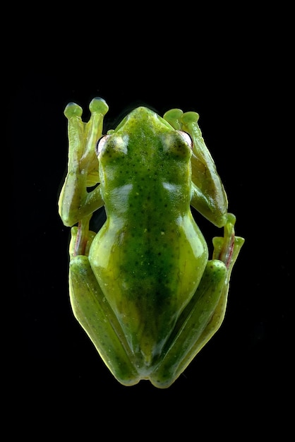 details of a Malayan tree frog seen from above