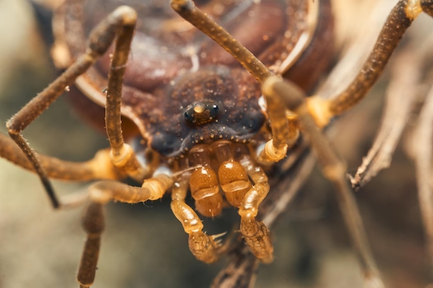 Details of an Opillon walking between brown branches