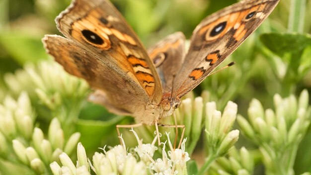 Details of an orange butterfly perched on white flowers