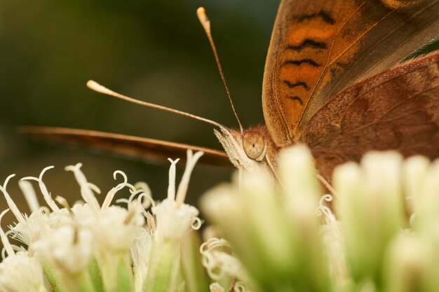 Photo details of an orange butterfly perched on white flowers