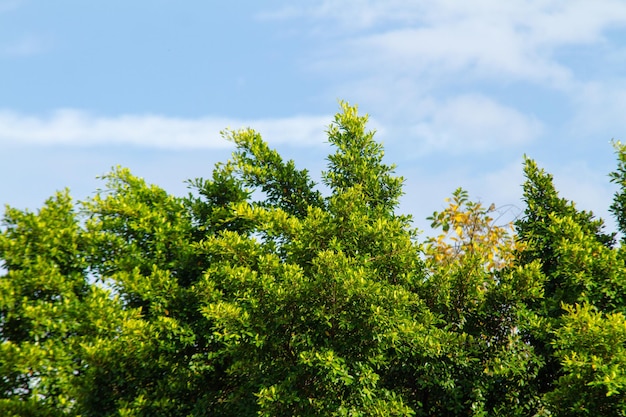 Details of a part of the Atlantic Forest in the city of Rio de Janeiro