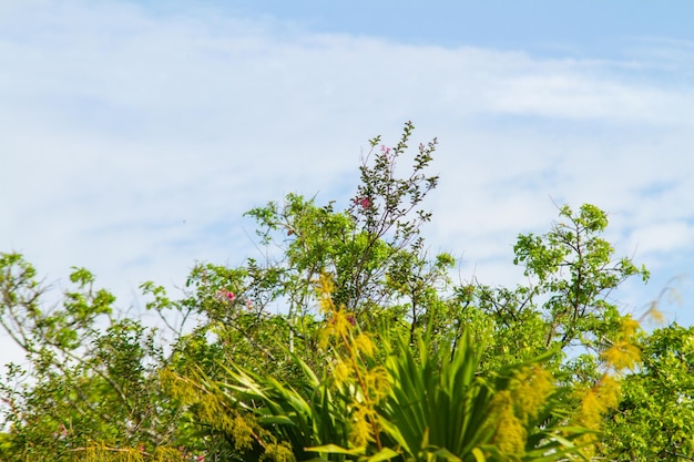 Details of a part of the Atlantic Forest in the city of Rio de Janeiro