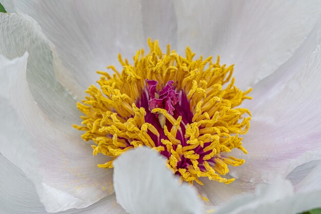 Details of a peony flower - ann arbor - michigan