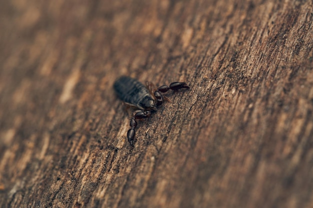 Details of a pseudoscorpion on a brown wood