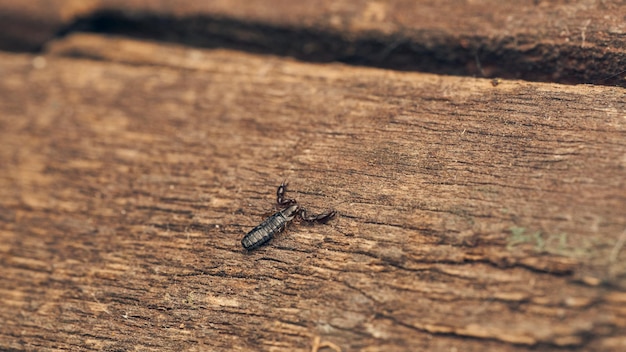 Details of a pseudoscorpion on a brown wood