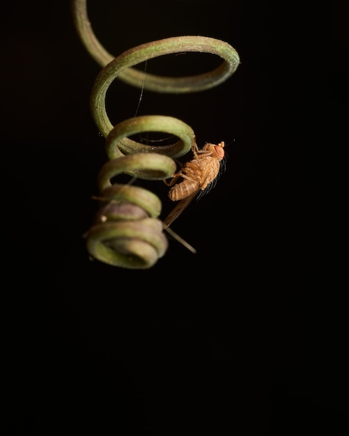 Details of a red fly perched on a curl of green grass