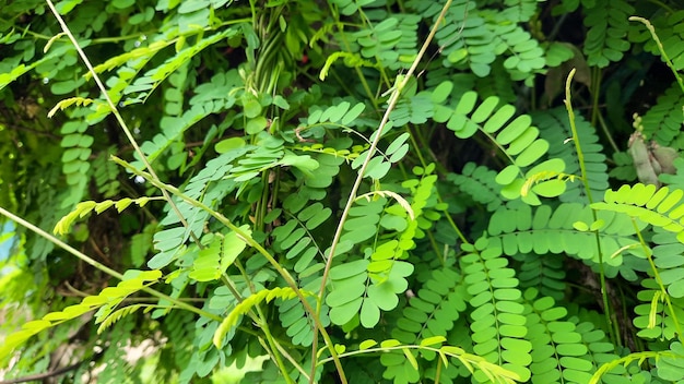 健康効果に富んだ佐賀葉植物植物の詳細02