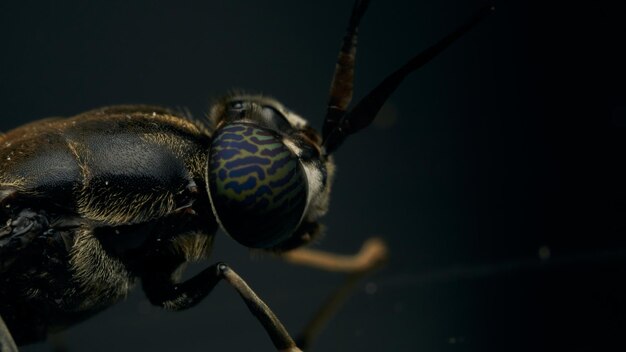 Photo details of a soldier fly perched on its reflection on a black background hermetia illucens