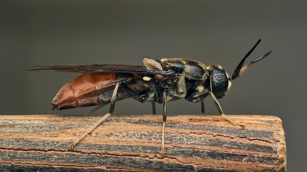 Details of a Soldier Fly perched on a stick Hermetia illucens