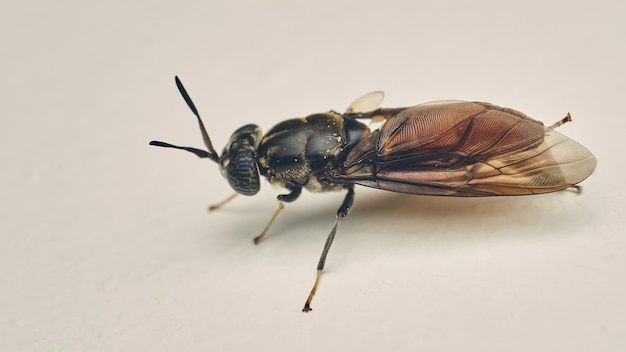 Photo details of a soldier fly perched on a white surface hermetia illucens