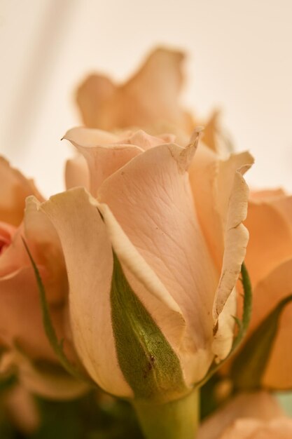 Details of some roses and yellow petals