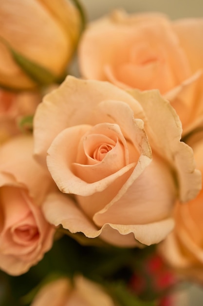 Details of some roses and yellow petals