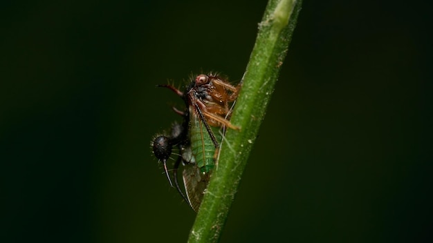 Details of a strange insect perched on a green branch