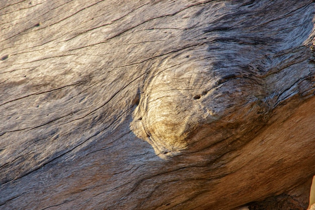 Details of a tree branch outdoors in Rio de Janeiro Brazil