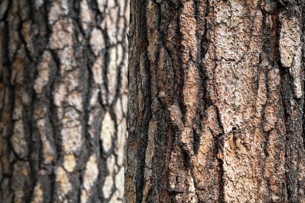 Details of the trunk of a large tree together with branches partially covered with lichens and their textures