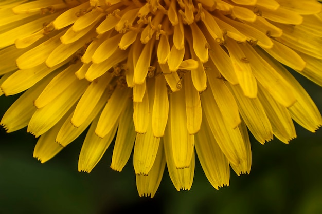 Details van bloemblaadjes van Taraxacum. Een macrofotografie om de details en kleuren van deze bloem te tonen.