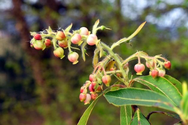 Details van de bloemen van Arbutus canariensis Het is een endemische soort van de Canarische Eilanden Spanje