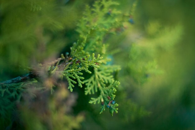 Foto details van de dennenboom in de open lucht