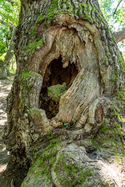 Details van een beroemde en zeer oude eik, uit het Caraorman-bos, in het Donaudelta-gebied, Roemenië, op een zomerdag, 2021