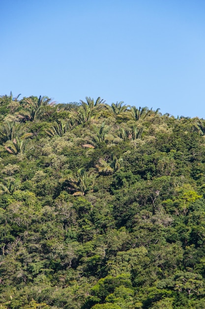 Details van een deel van het atlantische woud in de stad rio de janeiro