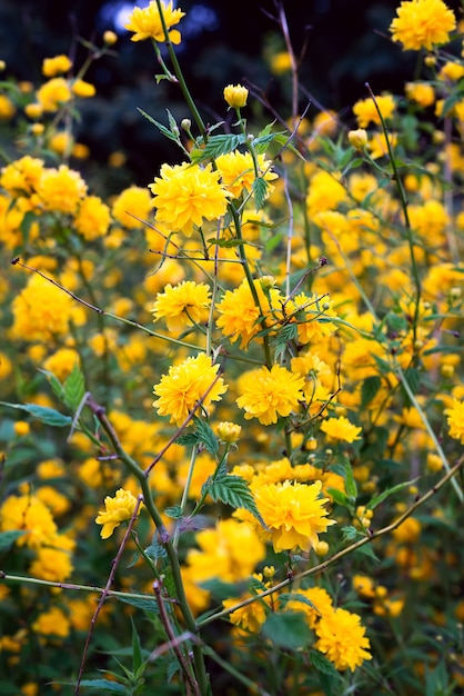 Details van een gele bloeiende installatie, Kerria-japonicapleniflora, dubbele bloem