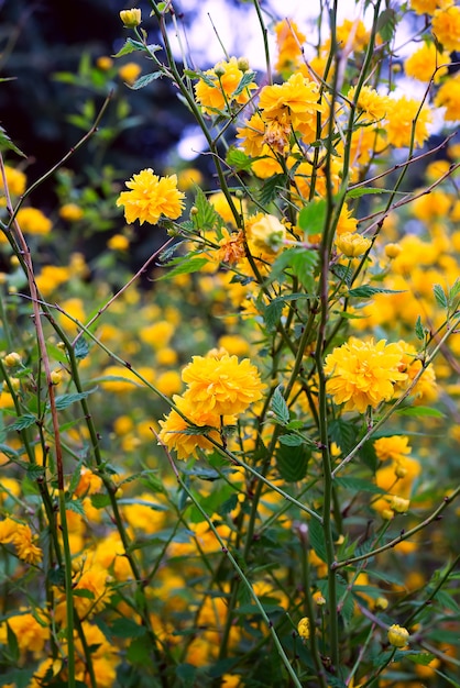 Details van een gele bloeiende installatie, Kerria-japonicapleniflora, dubbele bloem