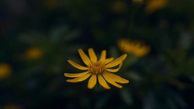 Details van een gele bloem op groen onscherp