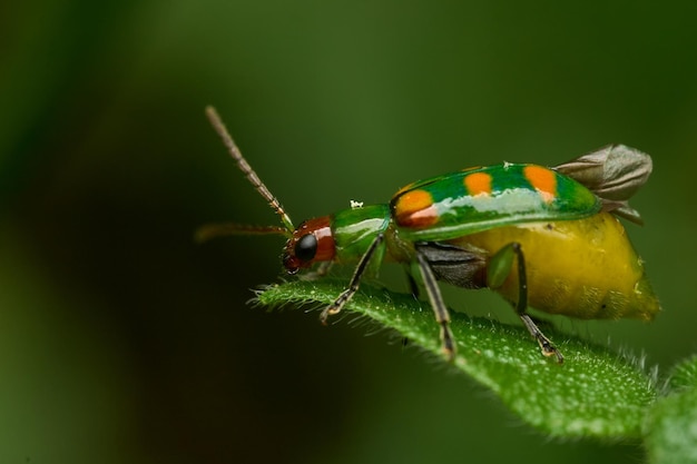 Details van een groen lieveheersbeestje tussen bladeren en takken